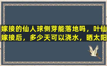 嫁接的仙人球侧芽能落地吗，叶仙嫁接后，多少天可以浇水，晒太阳