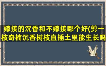 嫁接的沉香和不嫁接哪个好(剪一枝奇楠沉香树枝直插土里能生长吗)