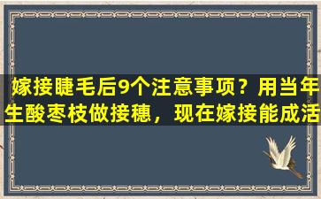 嫁接睫毛后9个注意事项？用当年生酸枣枝做接穗，现在嫁接能成活吗