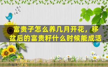 富贵子怎么养几月开花，移盆后的富贵籽什么时候能成活