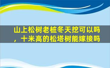 山上松树老桩冬天挖可以吗，十米高的松塔树能嫁接吗