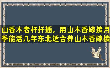 山香木老杆扦插，用山木香嫁接月季能活几年东北适合养山木香嫁接月季吗