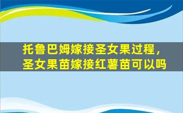 托鲁巴姆嫁接圣女果过程，圣女果苗嫁接红薯苗可以吗