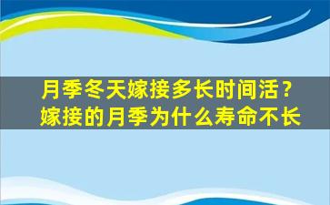 月季冬天嫁接多长时间活？嫁接的月季为什么寿命不长