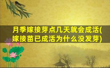 月季嫁接芽点几天就会成活(嫁接苗已成活为什么没发芽)