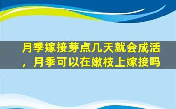 月季嫁接芽点几天就会成活，月季可以在嫩枝上嫁接吗