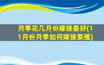 月季花几月份嫁接最好(11月份月季如何嫁接繁殖)