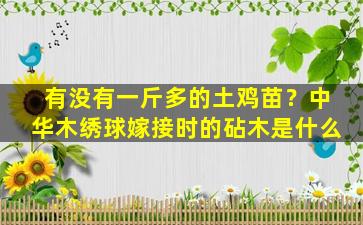 有没有一斤多的土鸡苗？中华木绣球嫁接时的砧木是什么