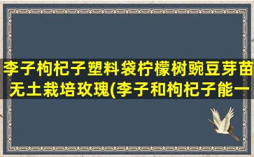 李子枸杞子塑料袋柠檬树豌豆芽苗无土栽培玫瑰(李子和枸杞子能一起吃吗)