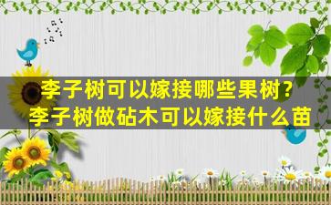 李子树可以嫁接哪些果树？李子树做砧木可以嫁接什么苗