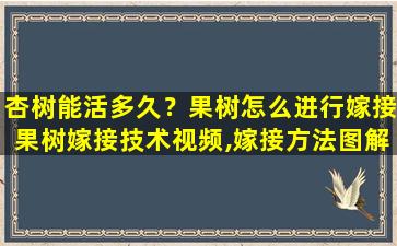 杏树能活多久？果树怎么进行嫁接果树嫁接技术视频,嫁接方法图解