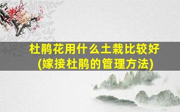 杜鹃花用什么土栽比较好(嫁接杜鹃的管理方法)