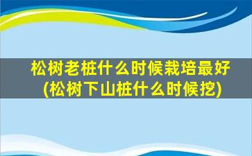 松树老桩什么时候栽培最好(松树下山桩什么时候挖)