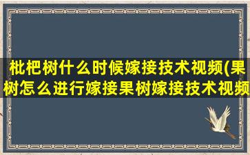 枇杷树什么时候嫁接技术视频(果树怎么进行嫁接果树嫁接技术视频)