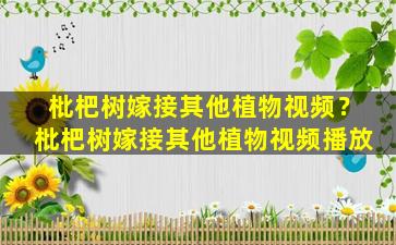 枇杷树嫁接其他植物视频？枇杷树嫁接其他植物视频播放