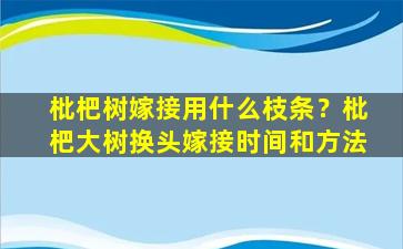 枇杷树嫁接用什么枝条？枇杷大树换头嫁接时间和方法