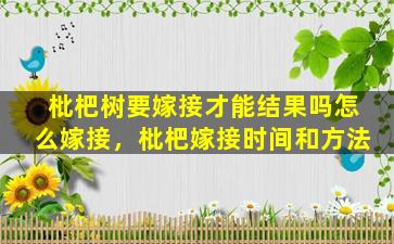 枇杷树要嫁接才能结果吗怎么嫁接，枇杷嫁接时间和方法