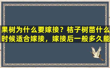 果树为什么要嫁接？桔子树苗什么时候适合嫁接，嫁接后一般多久能结果