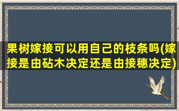 果树嫁接可以用自己的枝条吗(嫁接是由砧木决定还是由接穗决定)