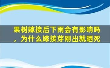 果树嫁接后下雨会有影响吗，为什么嫁接芽刚出就晒死