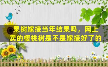 果树嫁接当年结果吗，网上卖的樱桃树是不是嫁接好了的