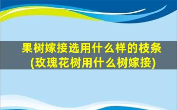 果树嫁接选用什么样的枝条(玫瑰花树用什么树嫁接)