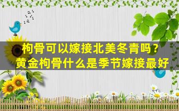 枸骨可以嫁接北美冬青吗？黄金枸骨什么是季节嫁接最好