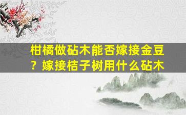 柑橘做砧木能否嫁接金豆？嫁接桔子树用什么砧木