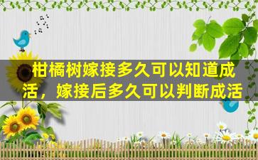 柑橘树嫁接多久可以知道成活，嫁接后多久可以判断成活