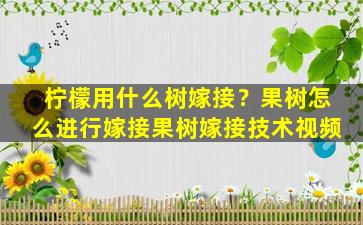 柠檬用什么树嫁接？果树怎么进行嫁接果树嫁接技术视频