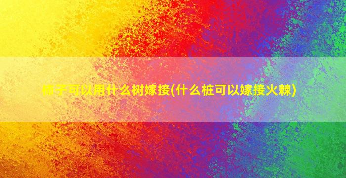 柿子可以用什么树嫁接(什么桩可以嫁接火棘)