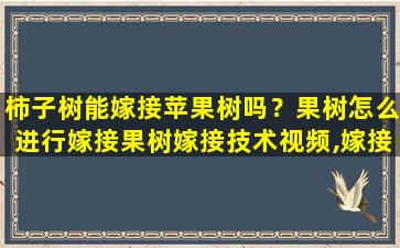 柿子树能嫁接苹果树吗？果树怎么进行嫁接果树嫁接技术视频,嫁接方法图解