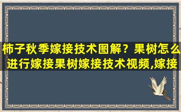 柿子秋季嫁接技术图解？果树怎么进行嫁接果树嫁接技术视频,嫁接方法图解