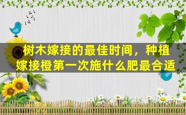 树木嫁接的最佳时间，种植嫁接橙第一次施什么肥最合适