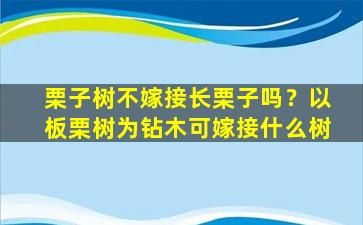 栗子树不嫁接长栗子吗？以板栗树为钻木可嫁接什么树