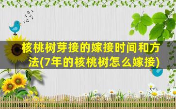 核桃树芽接的嫁接时间和方法(7年的核桃树怎么嫁接)