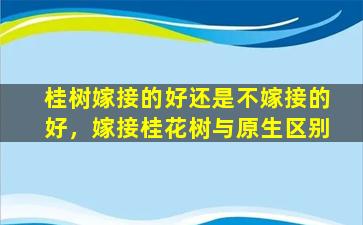 桂树嫁接的好还是不嫁接的好，嫁接桂花树与原生区别