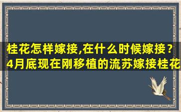 桂花怎样嫁接,在什么时候嫁接？4月底现在刚移植的流苏嫁接桂花怎么管理