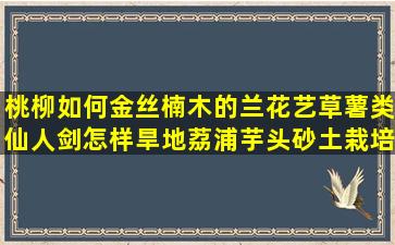 桃柳如何金丝楠木的兰花艺草薯类仙人剑怎样旱地荔浦芋头砂土栽培作物(如何选金丝楠木)