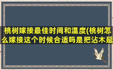 桃树嫁接最佳时间和温度(桃树怎么嫁接这个时候合适吗是把沾木延直径劈开还是把沾木削皮接穗用芽子还是用枝条)