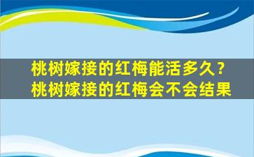 桃树嫁接的红梅能活多久？桃树嫁接的红梅会不会结果