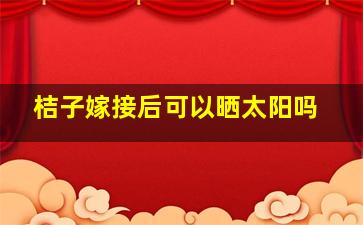 桔子嫁接后可以晒太阳吗