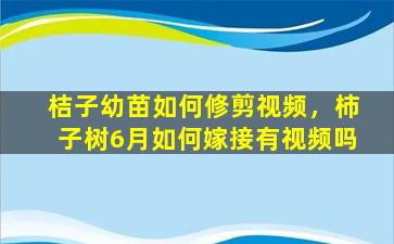 桔子幼苗如何修剪视频，柿子树6月如何嫁接有视频吗