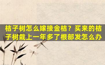 桔子树怎么嫁接金桔？买来的桔子树栽上一年多了根部发怎么办