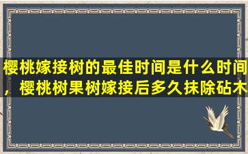 樱桃嫁接树的最佳时间是什么时间，樱桃树果树嫁接后多久抹除砧木芽