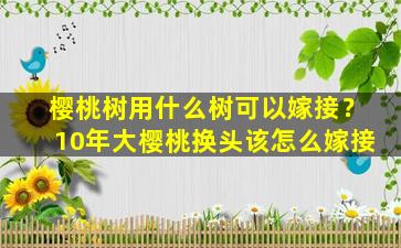 樱桃树用什么树可以嫁接？10年大樱桃换头该怎么嫁接