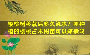 樱桃树移栽后多久浇水？刚种植的樱桃占木树苗可以嫁接吗