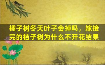 橘子树冬天叶子会掉吗，嫁接完的桔子树为什么不开花结果