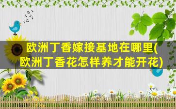 欧洲丁香嫁接基地在哪里(欧洲丁香花怎样养才能开花)