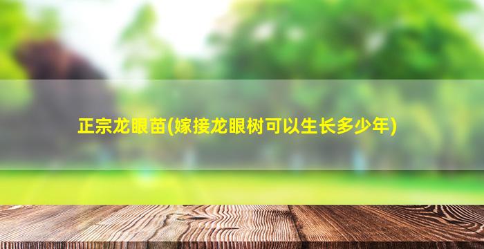 正宗龙眼苗(嫁接龙眼树可以生长多少年)